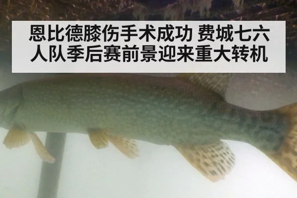 恩比德膝伤手术成功 费城七六人队季后赛前景迎来重大转机